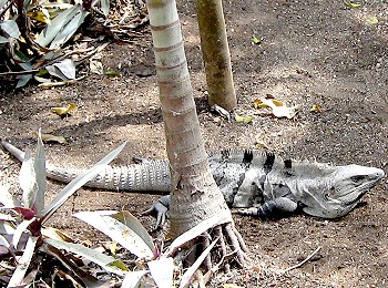 Iguana!