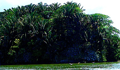 Guatemala jungle