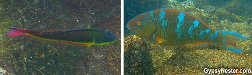 Galapagos fish