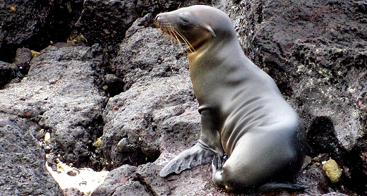 Sea lions in the Galapagos