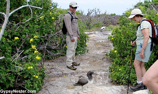 A Nazca Boobie blocks our path