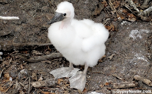 A baby boobie!