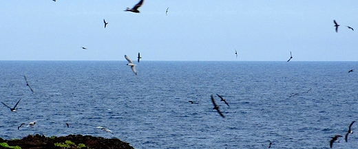 So many birds!