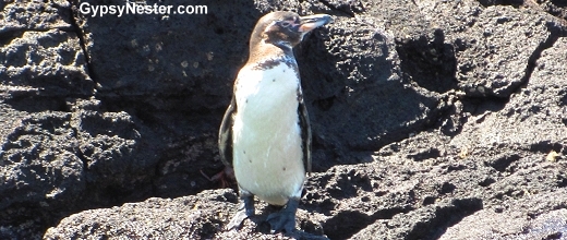 The Galapagos Penguin