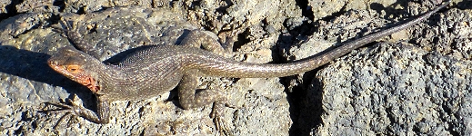Lava Lizard in Galapagos Island