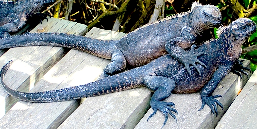 Marine Iguana of the Galapagos Islands