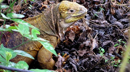 Land Iguana in the Galapagos Islands