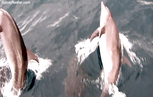 Dolphins jumping in the pressure wave of the Yolita II in the Galapagos