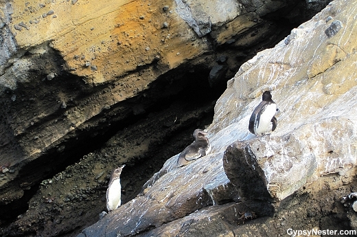 Peguins perched on tuff in the Galapagos