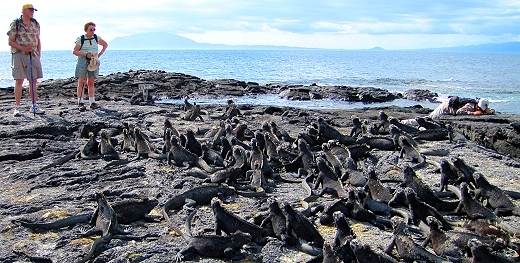 So many iguanas in the Galapagos!