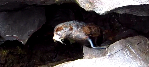 Galapagos Fur Seal