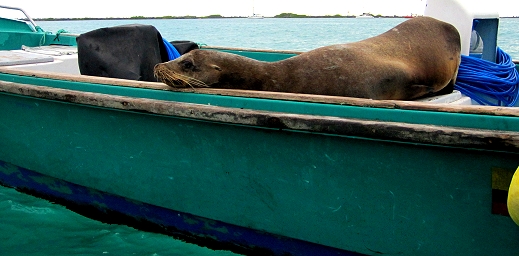 A sea lion suns himself on a boat in The Galapagos Islands