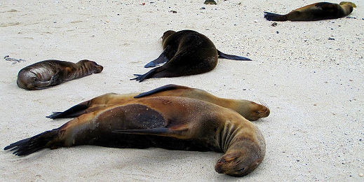 So many sea lions in the Galapagos!