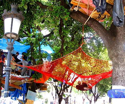Protesters living in trees