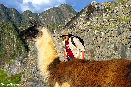 David tries to sweet talk a llama out of our way at Machu Picchu