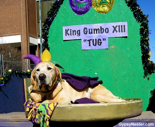 The Canine King of Mardi Gras