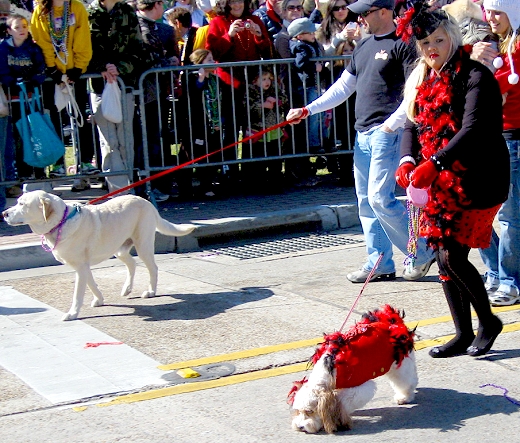 Mardi Gras Dog Parade, Lafayette Louisiana