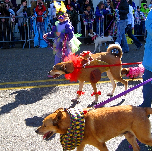 Mardi Gras Dog Parade, Lafayette Louisiana