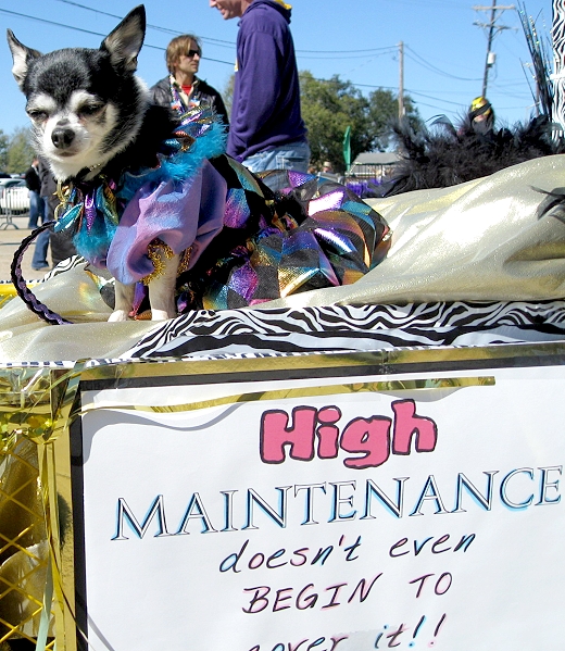 Mardi Gras Dog Parade, Lafayette Louisiana