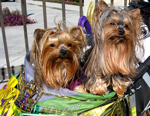 Mardi Gras Dog Parade, Lafayette Louisiana