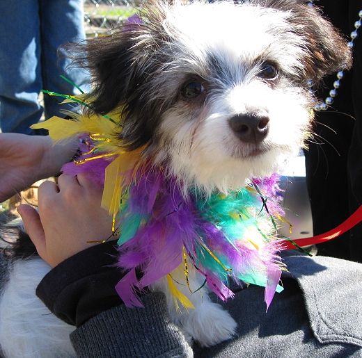 Mardi Gras Dog Parade, Lafayette Louisiana