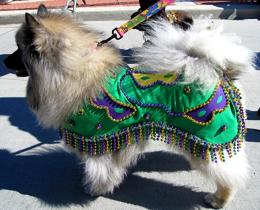 Mardi Gras Dog Parade, Lafayette Louisiana