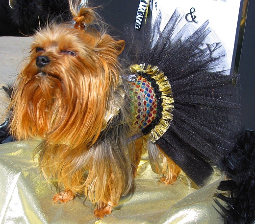 Mardi Gras Dog Parade, Lafayette Louisiana