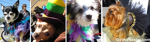Mardi Gras Dog Parade, Lafayette Louisiana