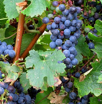 Grapes in the wineyards