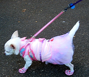 Dog dressed up in Central Park