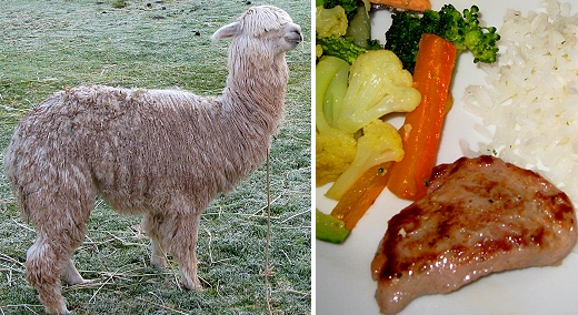 Alpaca in Peru