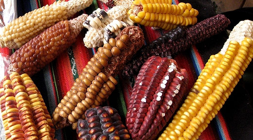 Some of the many varieties of corn in Peru