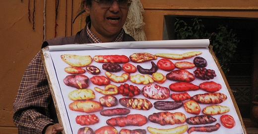 Some of the many varieties of potato in Peru