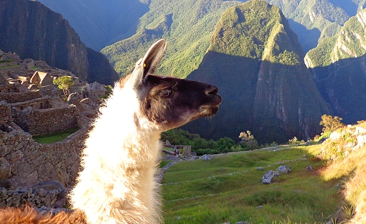 Llama at Machu Picchu