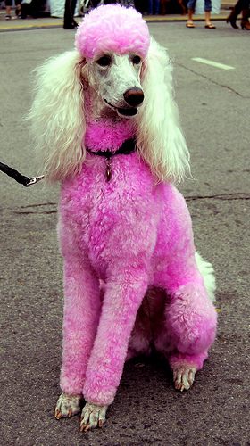 Pink Poodle by Irina Trips That Work