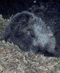 Punxutawney Phil the Groundhog