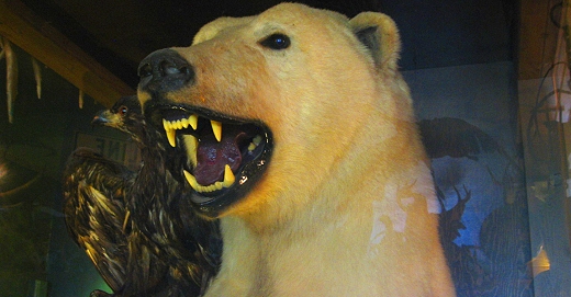 Stuffed polar bear at The Antlers in Sault St. Marie