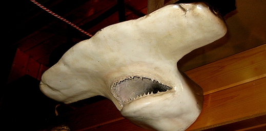Stuffed shark at The Antlers in Sault St. Marie