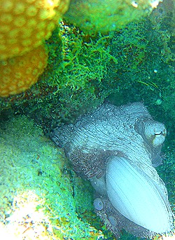 An octopus feasts on a clam  St. Croix