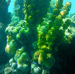 St. Croix under water scene