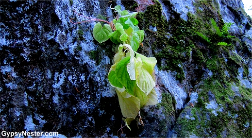 A plant grows from the side of a boulder in Anna Ruby Falls