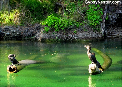 Blue Springs State Park, Florida