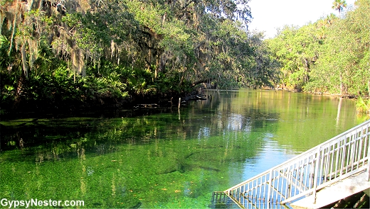 Blue Springs State Park in Florida - fun of manatees!