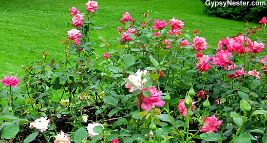 Pink Roses in The Public Gardens in Halifax, Nova Scotia, Canada