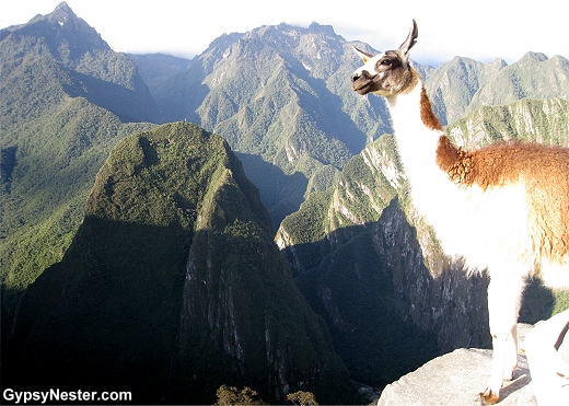 Pensive Llama at Machu Picchu